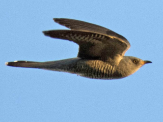 Cuckoo, Chobham Common (E Sames).