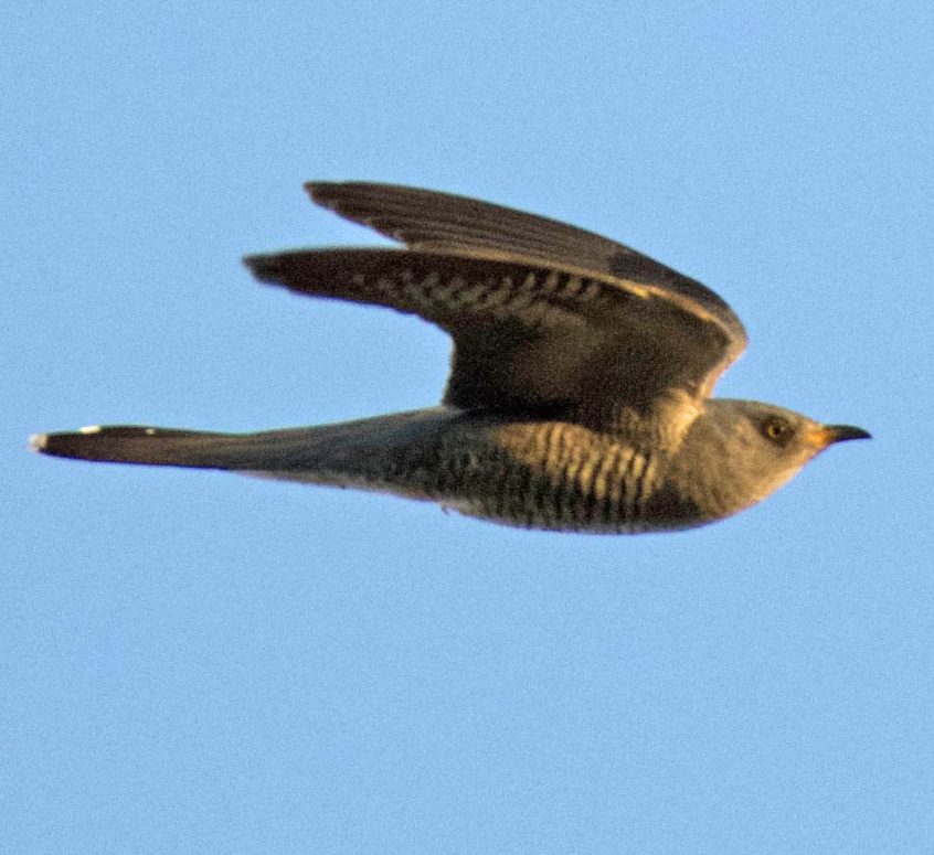 Cuckoo, Chobham Common (E Sames).