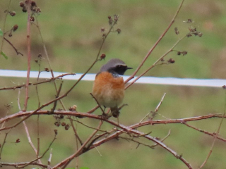 Redstart, Woodmansterne (I Ward).