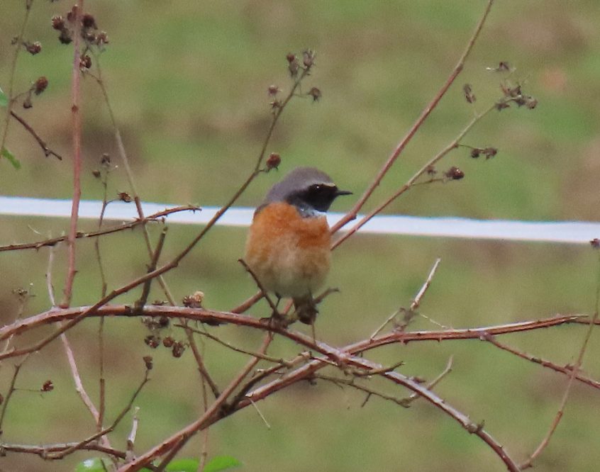 Redstart, Woodmansterne (I Ward).