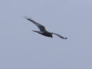 Marsh Harrier, Thursley Common (B Henricot).