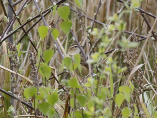 Sedge Warbler, Unstead SF (K Britten).
