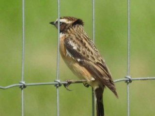 Whinchat, Beddington Farmlands (D Warren).