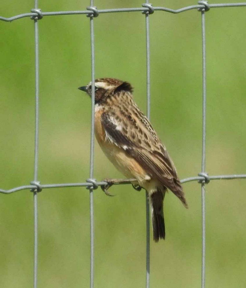 Whinchat, Beddington Farmlands (D Warren).
