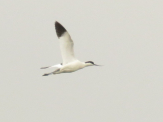 Avocet, Beddington Farmlands (I Jones).