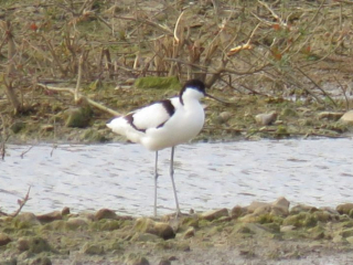Avocet, Beddington Farmlands (I Jones).