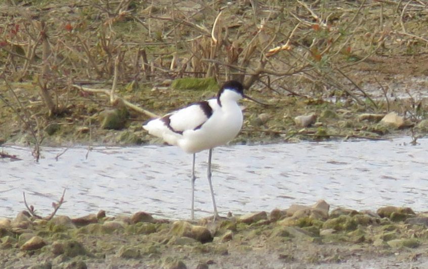 Avocet, Beddington Farmlands (I Jones).