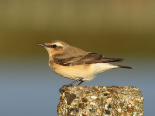 Wheatear, Island Barn Reservoir (D Harris).