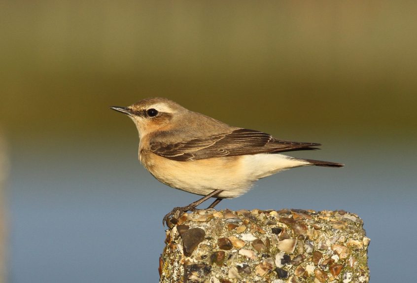 Wheatear, Island Barn Reservoir (D Harris).