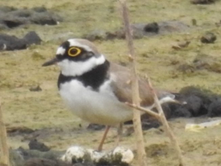Little Ringed Plover, Beddington Farmlands (D Warren).