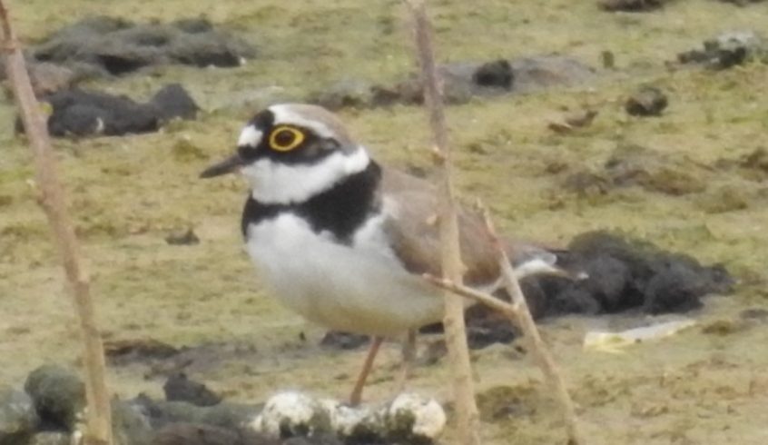 Little Ringed Plover, Beddington Farmlands (D Warren).