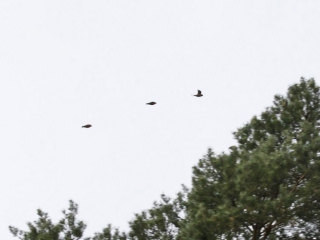 Crossbills, Blackheath (K Britten).