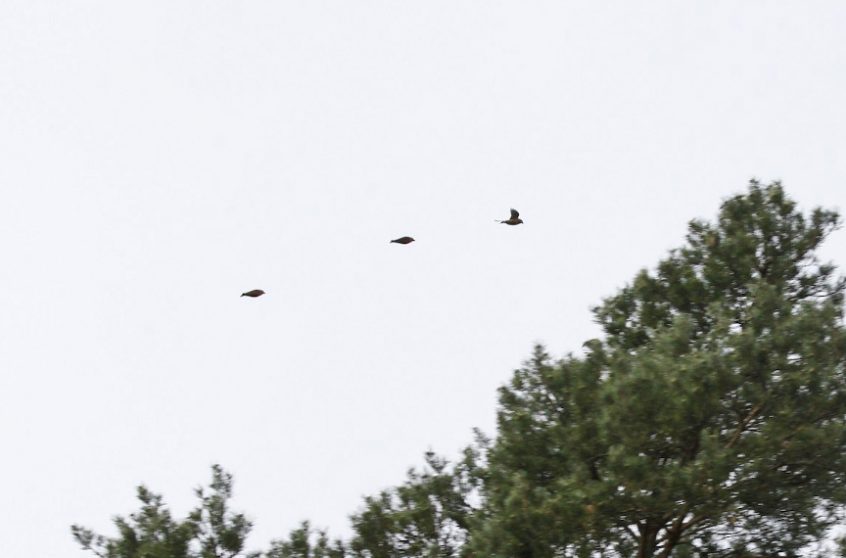 Crossbills, Blackheath (K Britten).