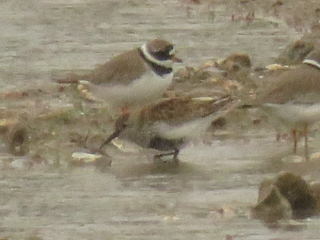 Dunlin and Ringed Plovers, Beddington Farmlands (I Jones).