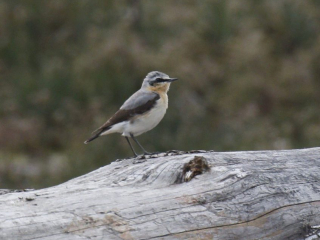 Wheatear, Thursley Common (K Britten).