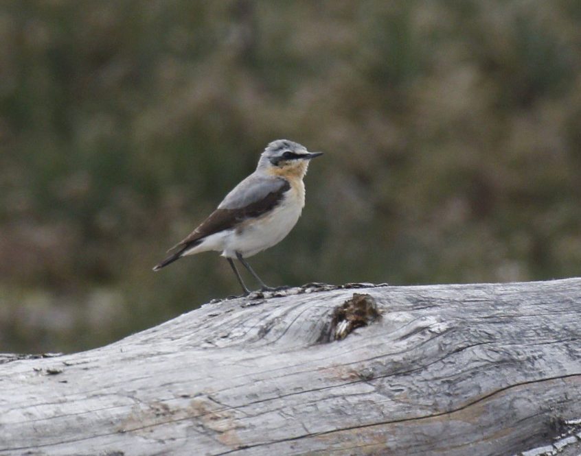 Wheatear, Thursley Common (K Britten).