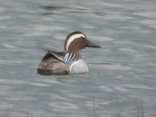 Garganey, Tice's Meadow (D Burford).