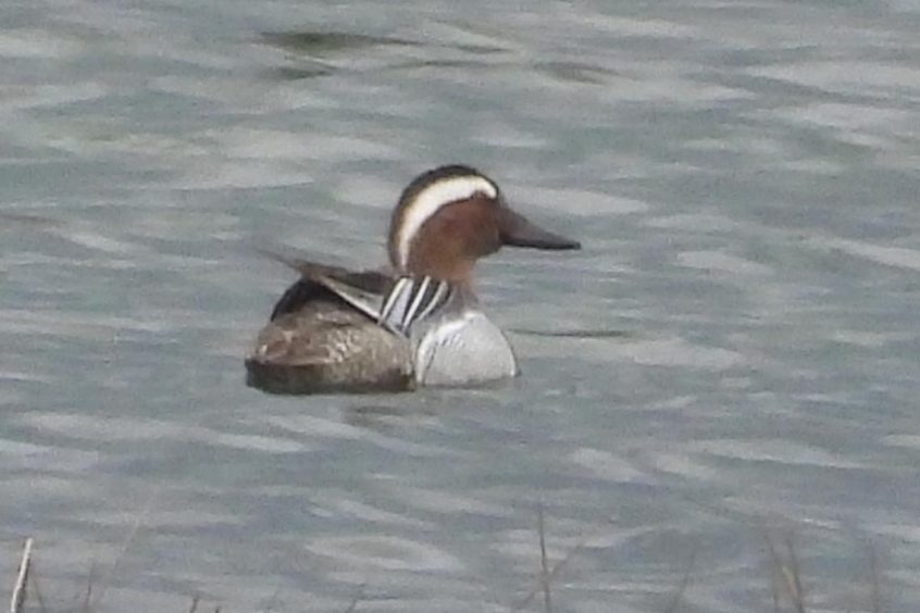 Garganey, Tice&#039;s Meadow (D Burford).