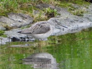 Greenshank, Island Barn Reservoir (J Snell).