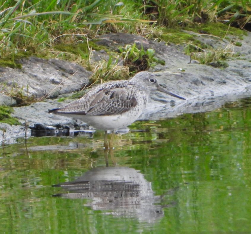 Greenshank, Island Barn Reservoir (J Snell).