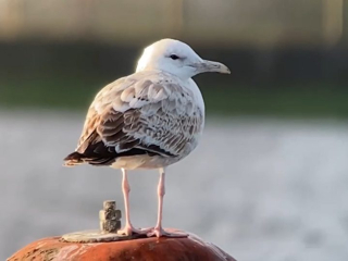 Caspian Gull, Island Barn Reservoir (D Harris).