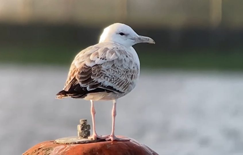 Caspian Gull, Island Barn Reservoir (D Harris).