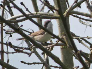Lesser Whitethroat, Beddington Farmlands (M Rowell).