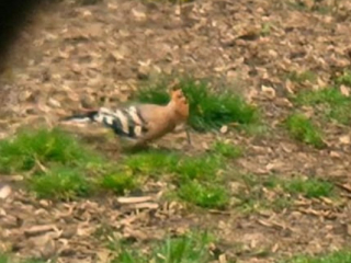Hoopoe, Elstead (D Davidsen).