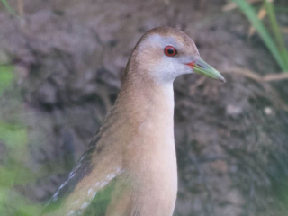 Little Crake, Papercourt Water Meadows (E Sames).