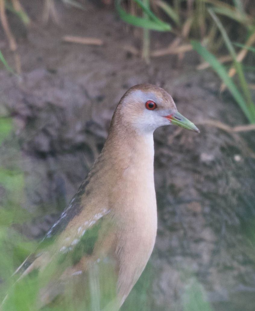 Little Crake, Papercourt Water Meadows (E Sames).
