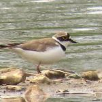 Little Ringed Plover, Unstead SF (D Smith).