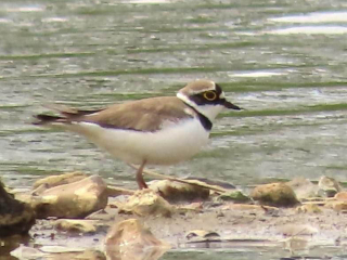 Little Ringed Plover, Unstead SF (D Smith).