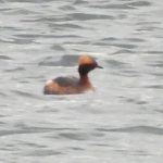 Slavonian Grebe, Tice's Meadow (D Burford).