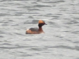 Slavonian Grebe, Tice's Meadow (D Burford).