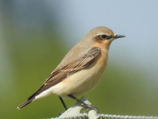 Wheatear, Beddington Farmlands (D Warren).