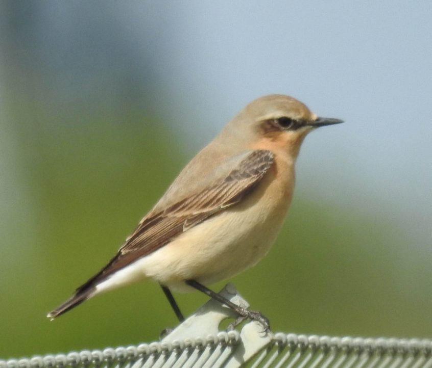 Wheatear, Beddington Farmlands (D Warren).