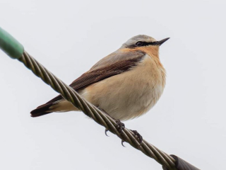Wheatear, Unstead SF (D Hughes).