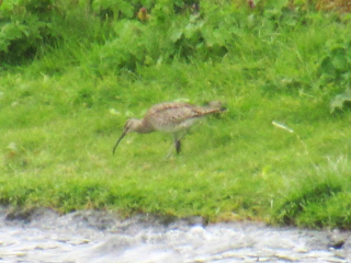 Whimbrel, Island Barn Reservoir (J Reeves).