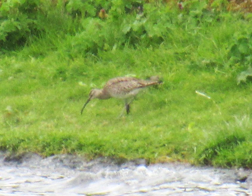 Whimbrel, Island Barn Reservoir (J Reeves).