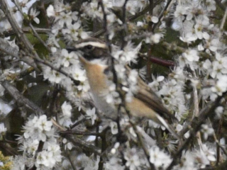 Whinchat, Papercourt Water Meadows (E Sames).