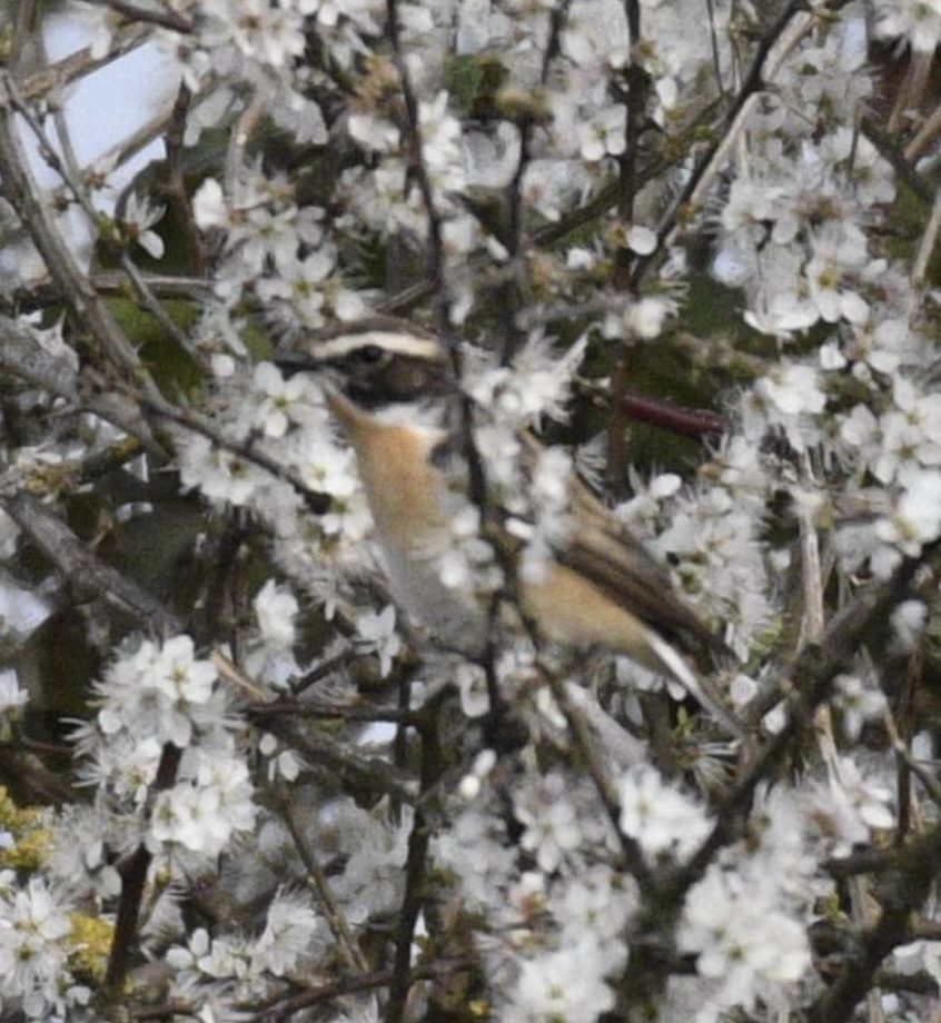 Whinchat, Papercourt Water Meadows (E Sames).