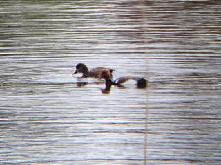 Red-crested Pochard, Beddington Farmlands (M Keenan).