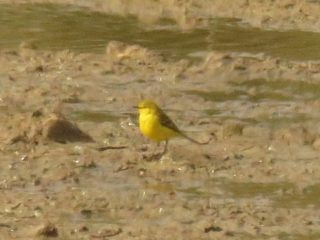 Yellow Wagtail, Beddington Farmlands (I Jones).