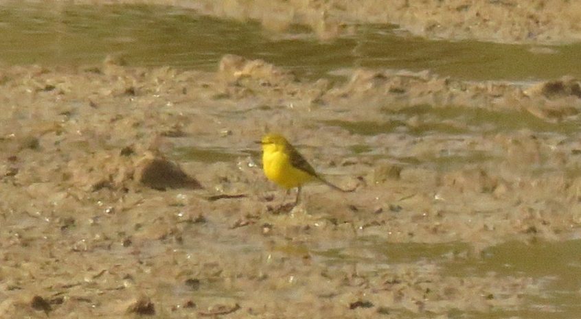 Yellow Wagtail, Beddington Farmlands (I Jones).