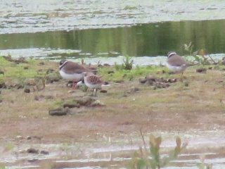 Little Stint and Ringed Plovers, Beddington Farmlands (I Jones).