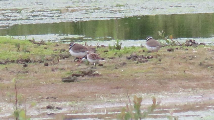 Little Stint and Ringed Plovers, Beddington Farmlands (I Jones).