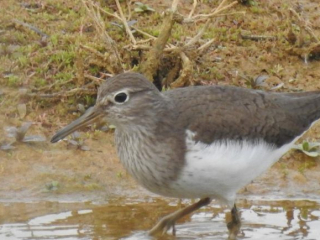 Common Sandpiper, Beddington Farmlands (D Warren).