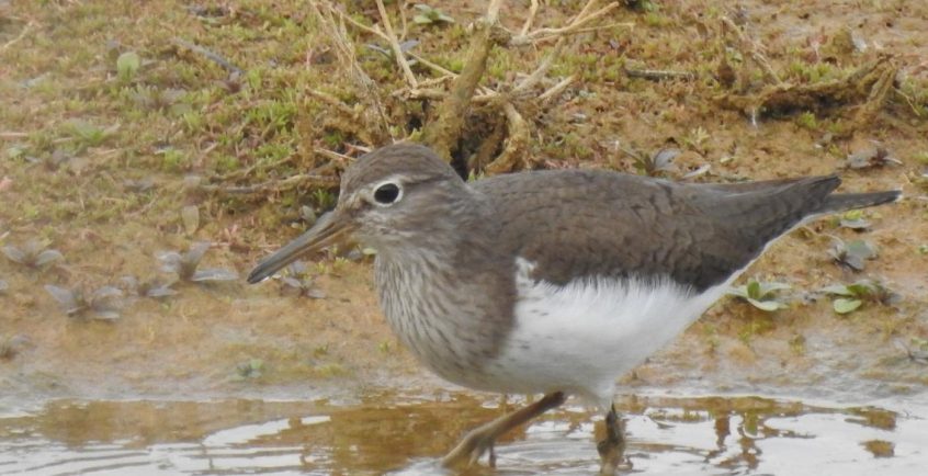 Common Sandpiper, Beddington Farmlands (D Warren).