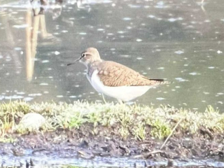 Common Sandpiper, Thursley Common (D Brassington).
