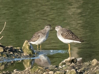 Wood Sandpipers, Beddington Farmlands (A Ramesh).